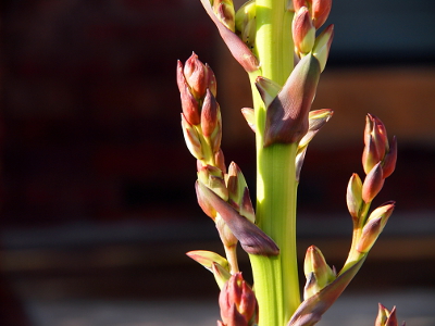 [Buds from between the stalk and leaf are separating into the separate globules which will become the individual flowers.]